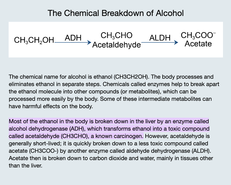 How alcohol is metabolized